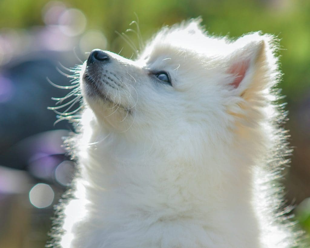 How Dogs Adapt to Cold Weather