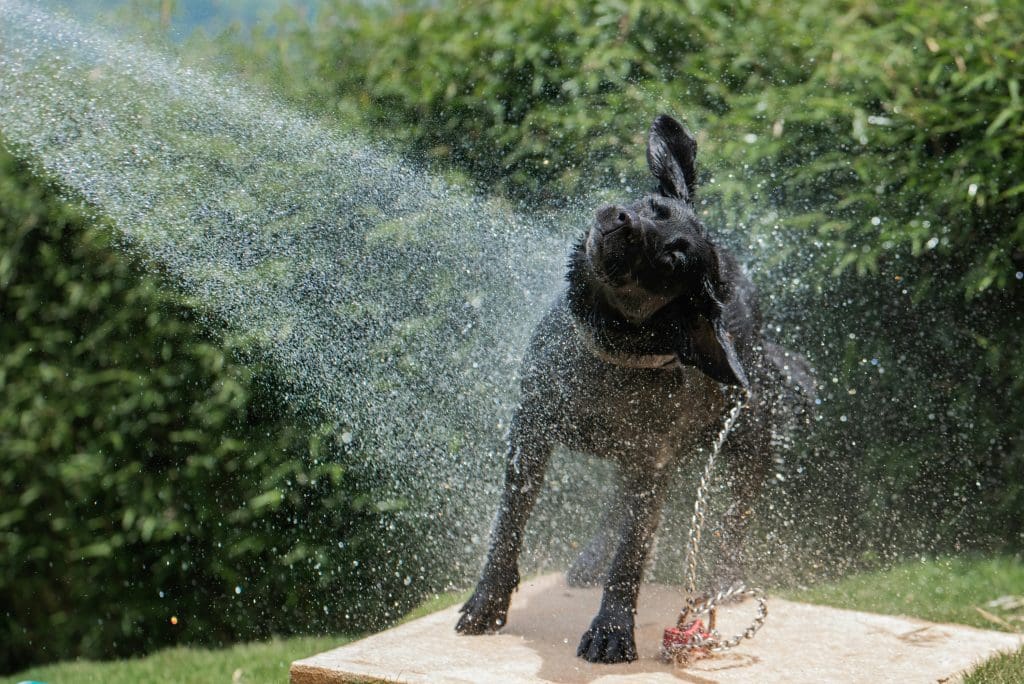 Hydration Tips for Dogs in Hot Weather