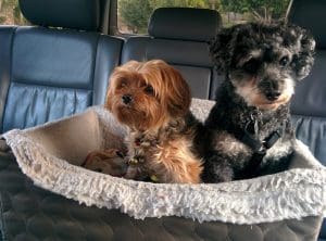 Road Trip Tips for Dog Owners