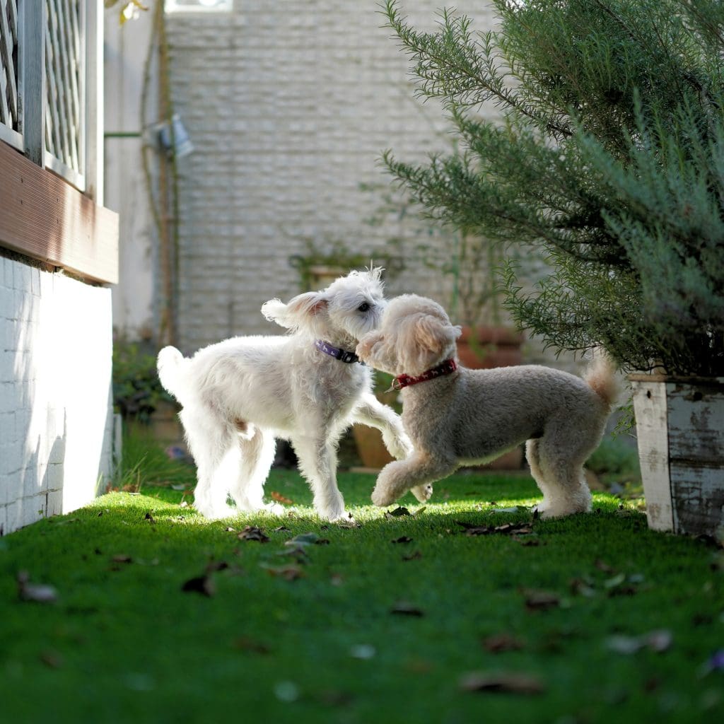 Positive Socialization Builds Puppy Confidence