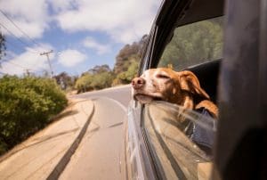 Dog pulling on leash training before calm car rides