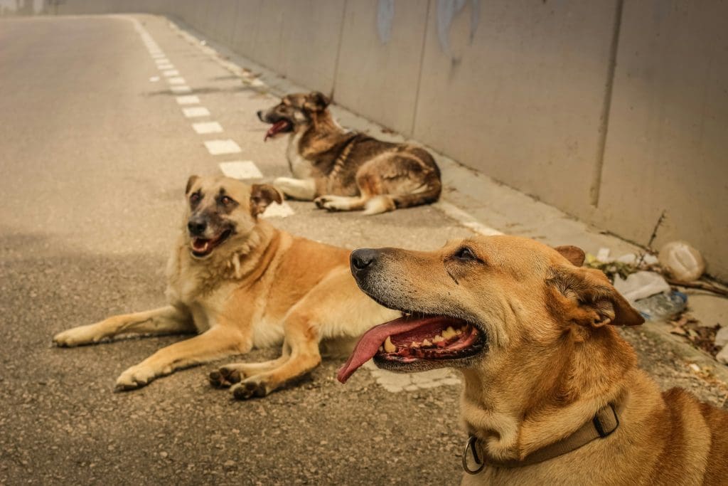 Recognizing the Signs of Heat Stroke in Dogs