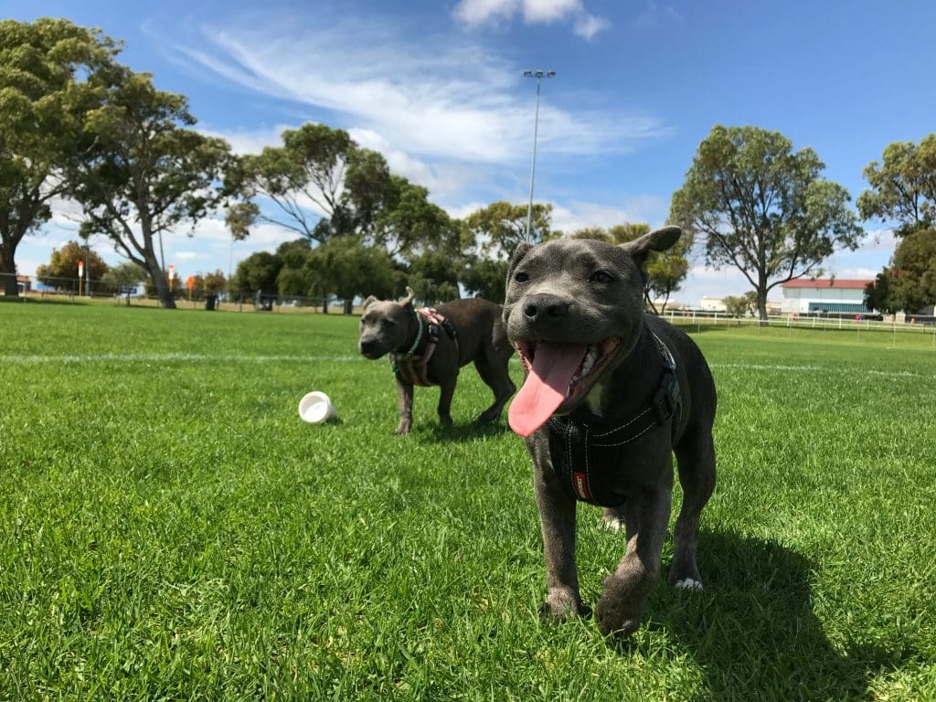 Recognizing the Signs of Heat Stroke in Dogs