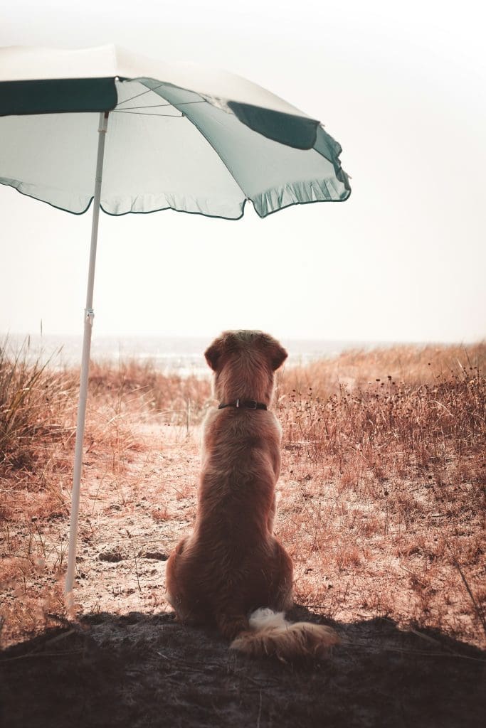 Hydration Tips for Dogs in Hot Weather