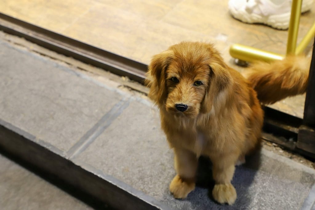 The Health Perks of Potty Training Your Puppy