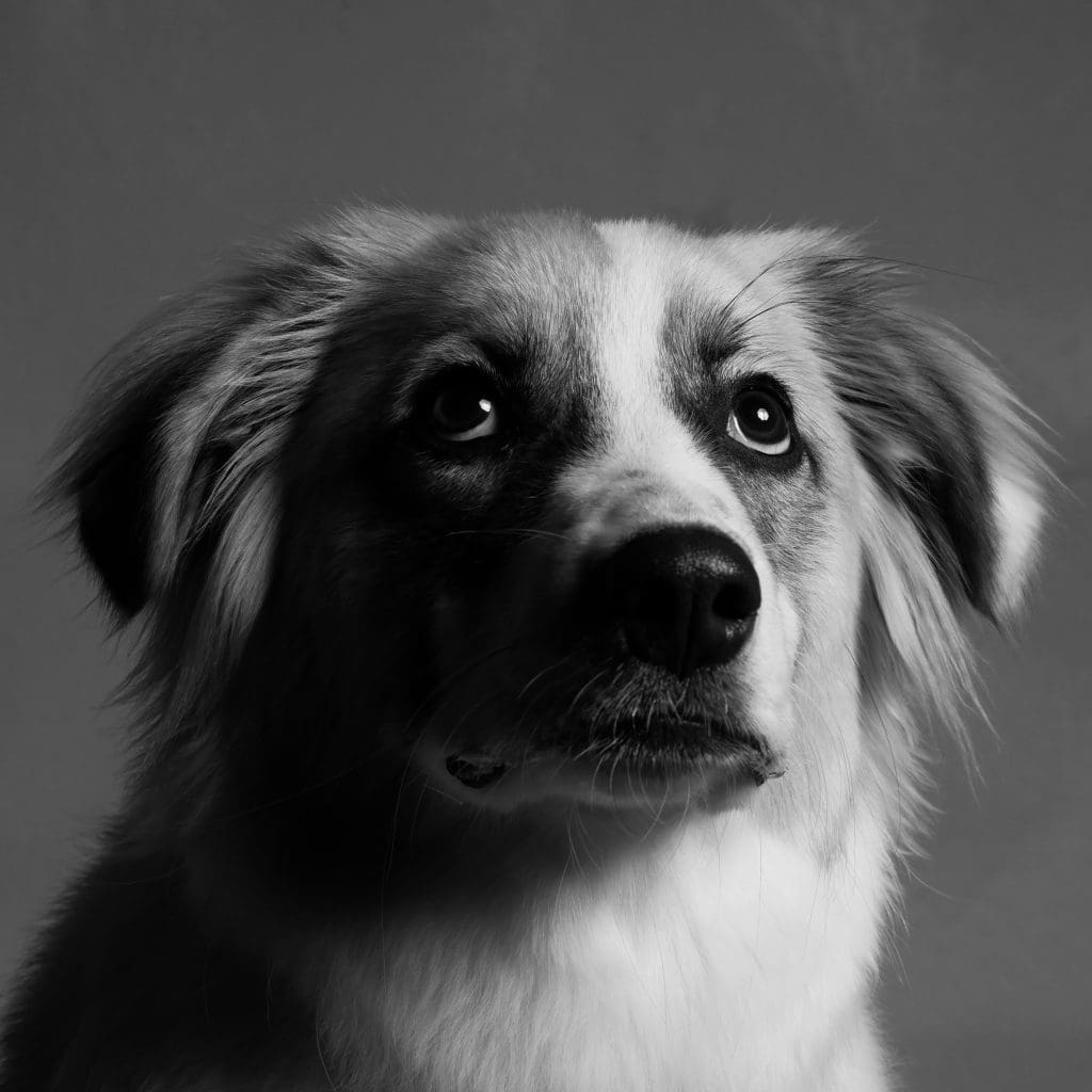 How to Spot Subtle Signs of Dog Anxiety