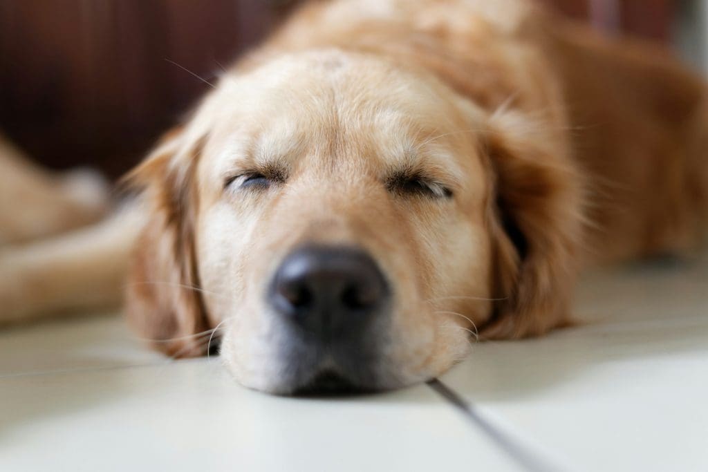 How to Use Exercise to Calm Your Dog