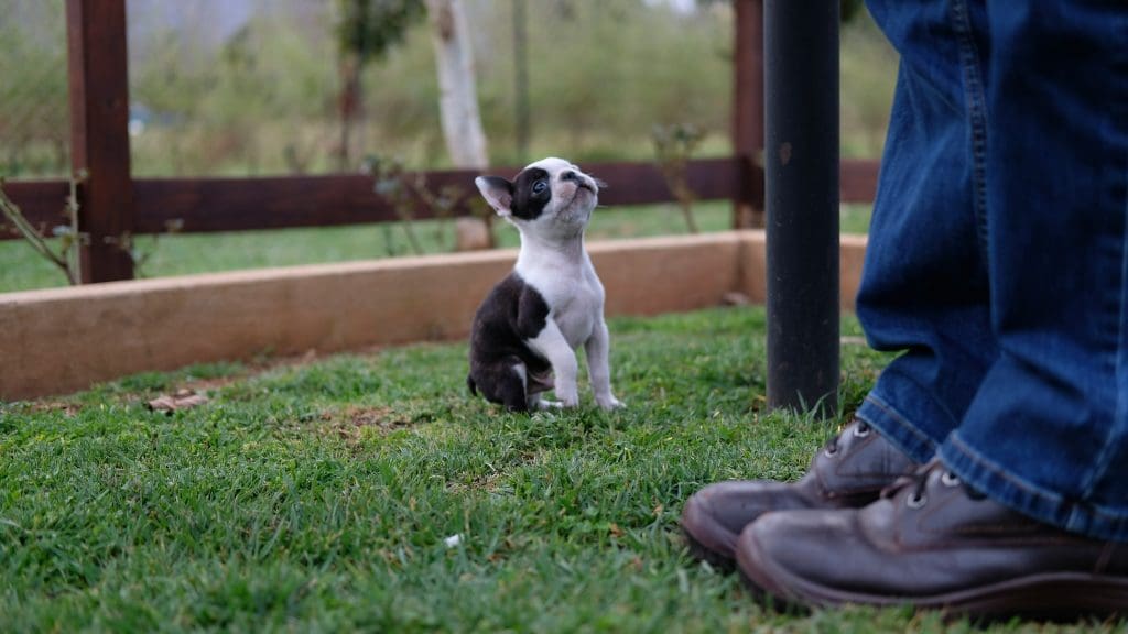 The Health Perks of Potty Training Your Puppy