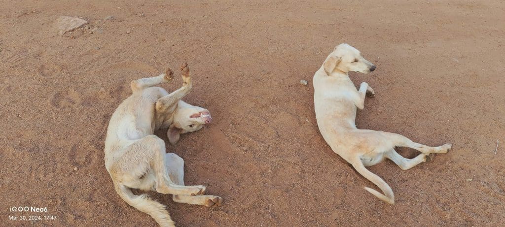 Recognizing the Signs of Heat Stroke in Dogs