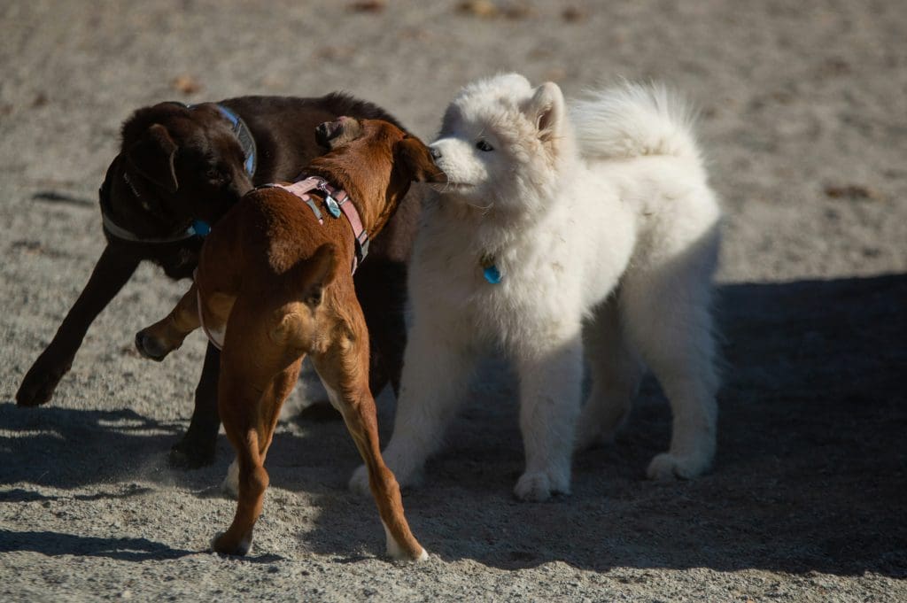 What Your Dog’s Bark Really Mean