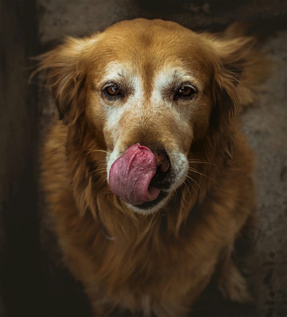 Common Causes of Hot Spots in Dogs