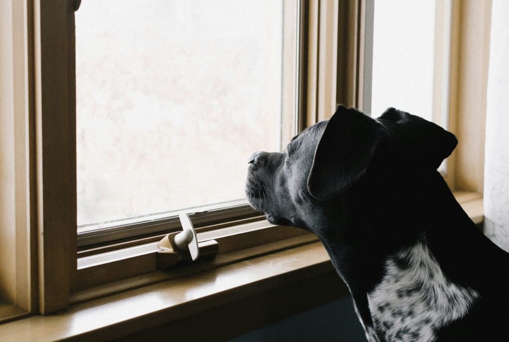 The Science Behind Your Dog’s Window Obsession