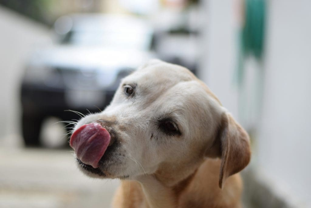 Common Causes of Hot Spots in Dogs