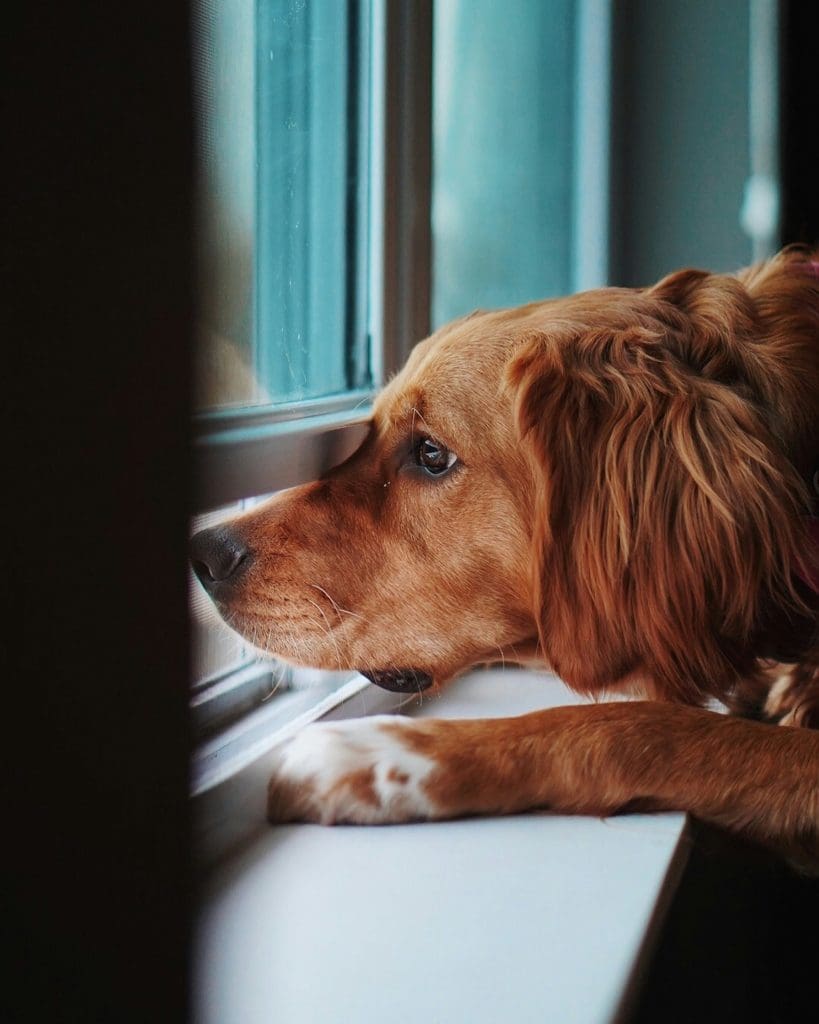 The Science Behind Your Dog’s Window Obsession
