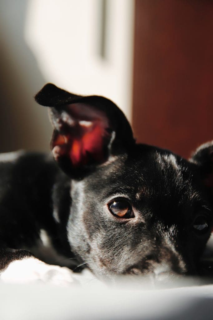 Common Causes of Canine Ear Infections