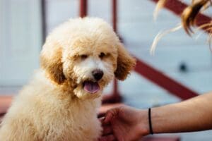 Fluffy puppy sitting outdoors while being petted by a person
