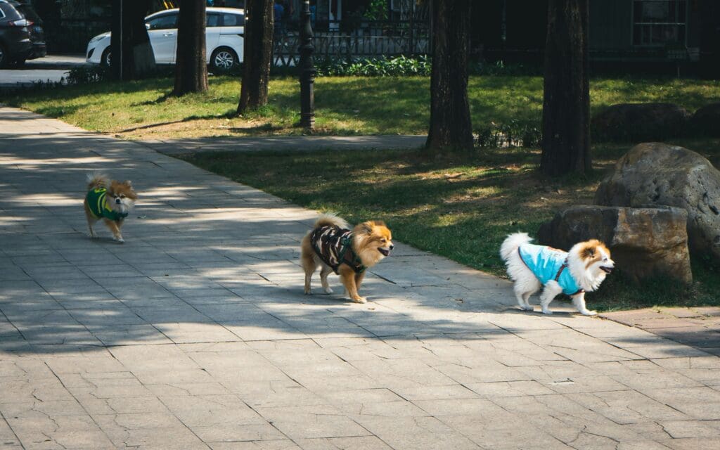 How Socialized Dogs Are Safer and Happier