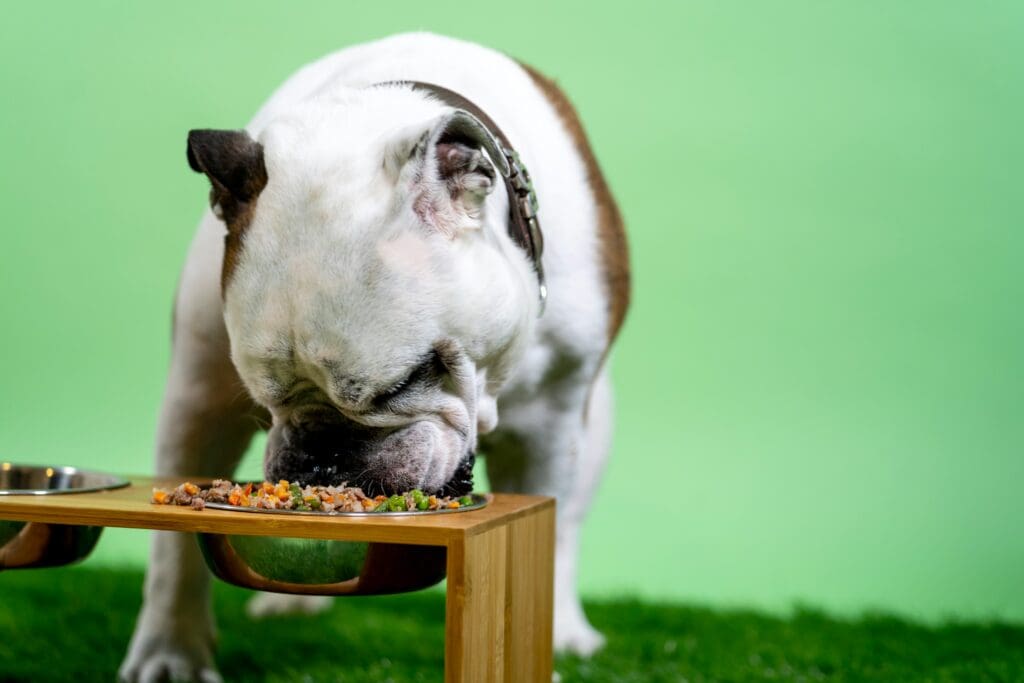 Seaweed: The Ocean’s Gift to Your Dog