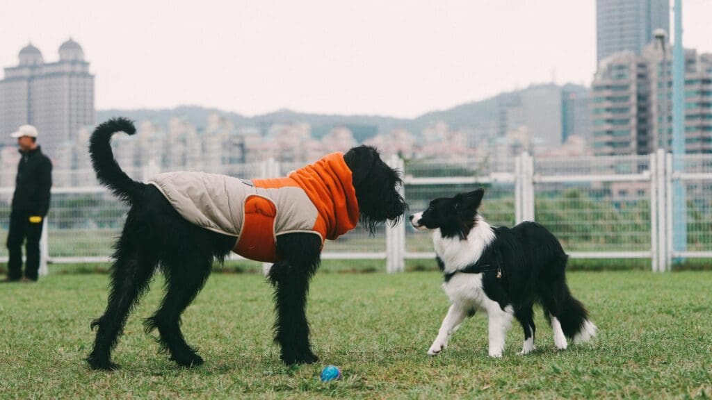How Socialized Dogs Are Safer and Happier