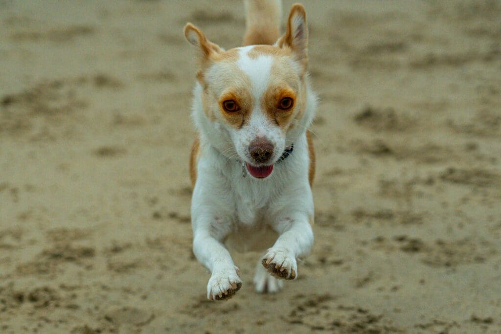 The Science Behind Your Dog’s Sudden Energy Bursts
