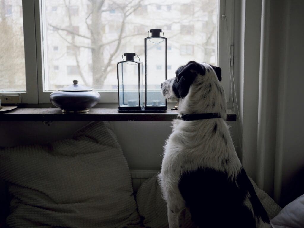 10 Brain Games That Challenge and Entertain Your Dog
