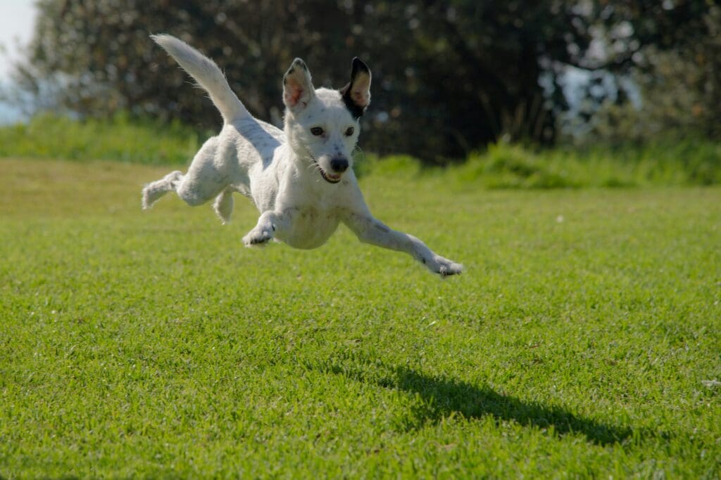 The Science Behind Your Dog’s Sudden Energy Bursts