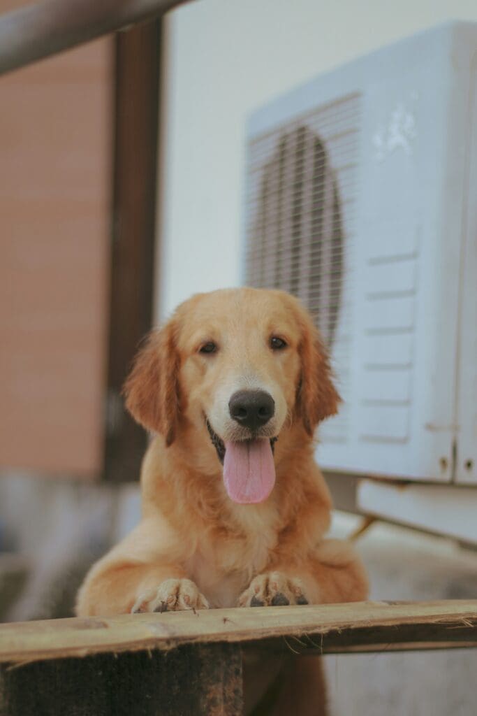 Safe Swimming for Dogs: What Every Owner Should Know