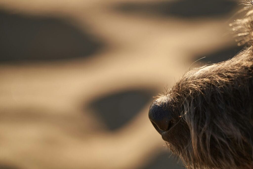 How Dogs Use Their Nose to Communicate