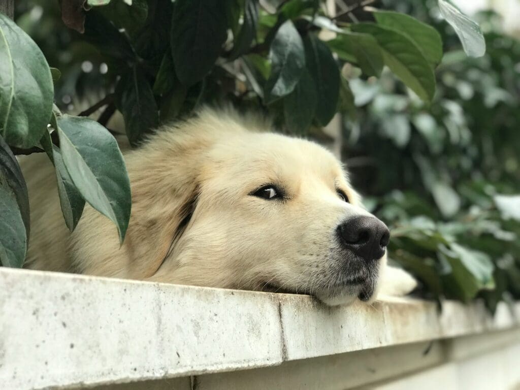 10 Brain Games That Challenge and Entertain Your Dog