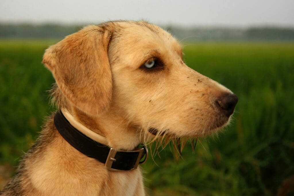 How a Dog’s Nose Leads the Way