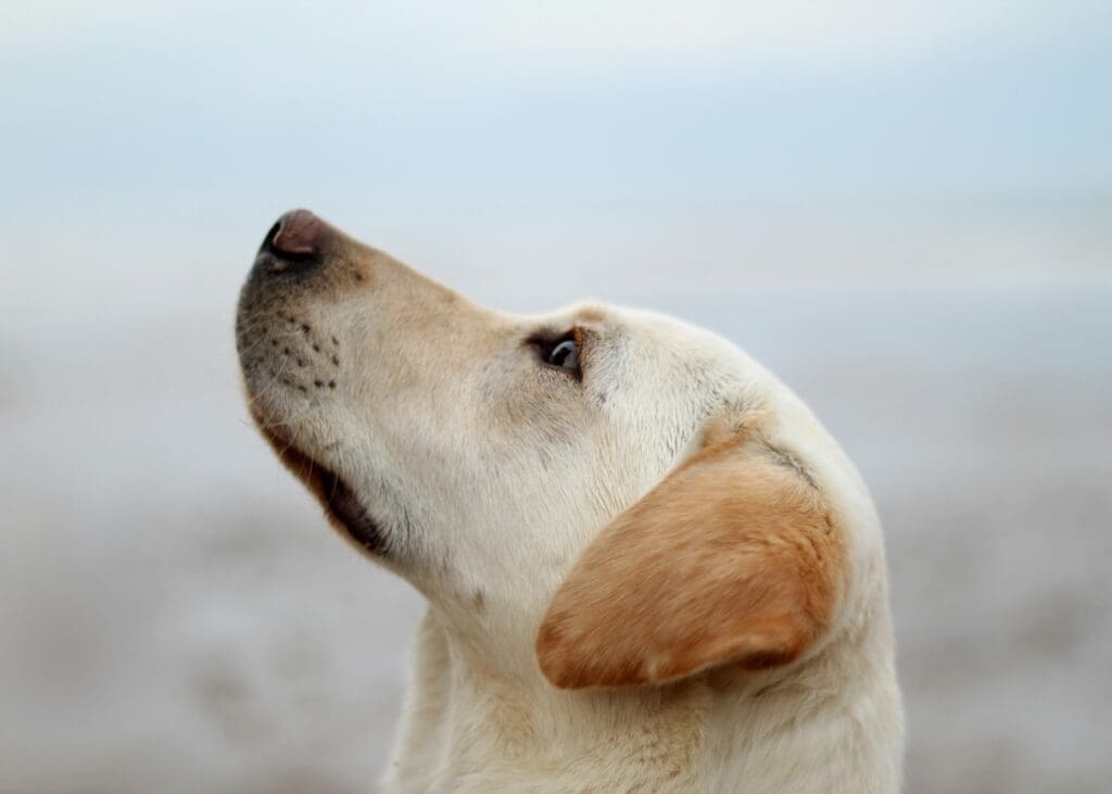 How a Dog’s Nose Leads the Way
