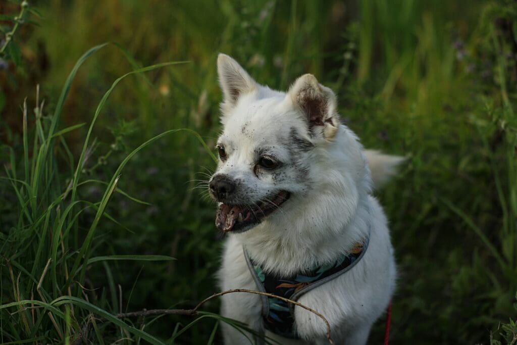 Travel Bucket List: Dog-Friendly Trips to Take