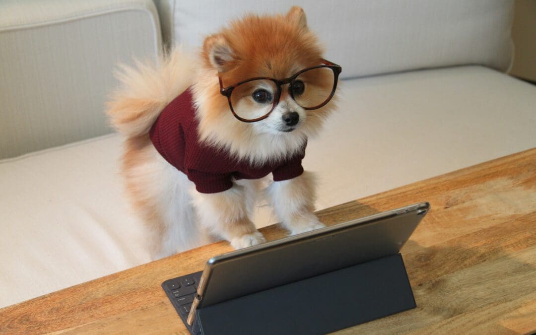 How Do You Socialize a Dog? A Step-by-Step Guide for Owners