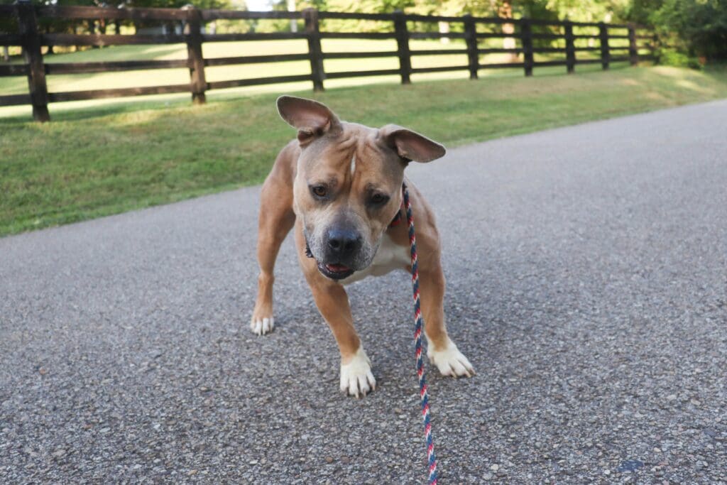 The Mystery of the Zoomies