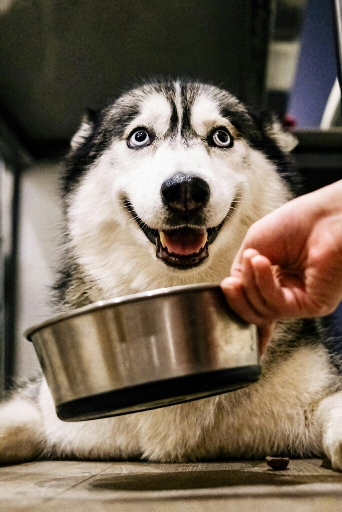 Best Food for Senior Dogs