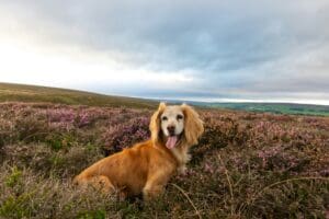 Golden puppy sitting in a field of flowers, outdoors at sunset