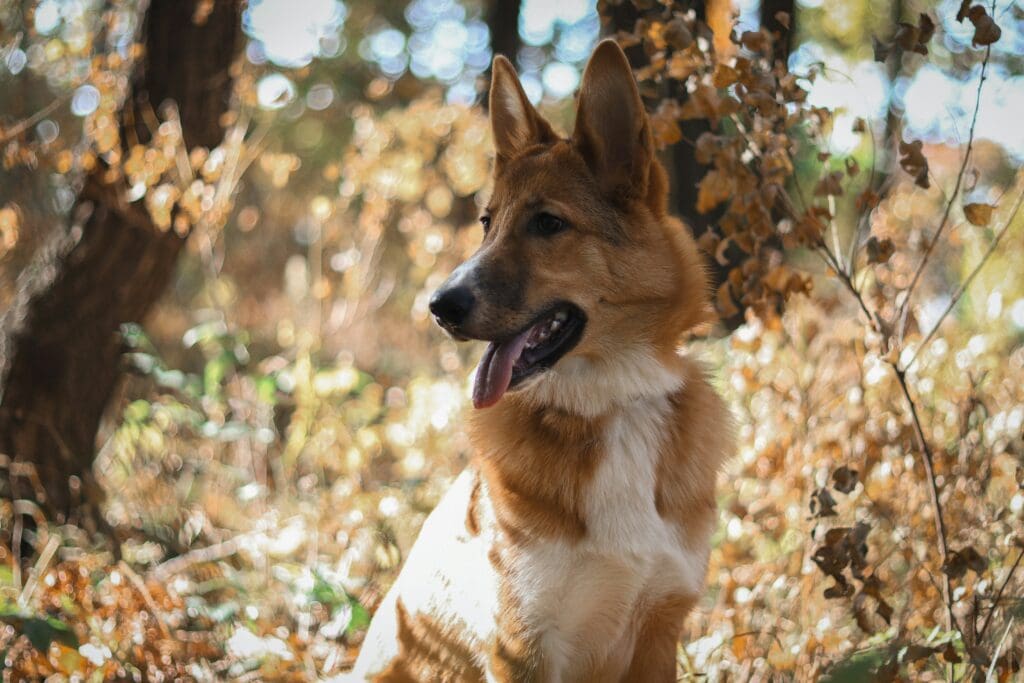 Recognizing Fall Allergy Symptoms in Dogs