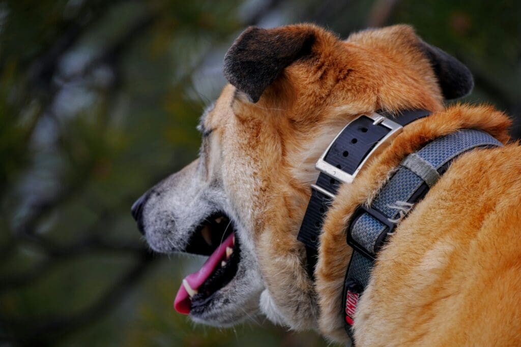 Confidence Through Clarity: Helping Your Dog Learn Faster