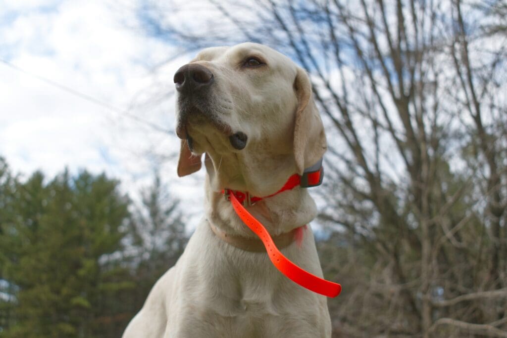 Confidence Through Clarity: Helping Your Dog Learn Faster
