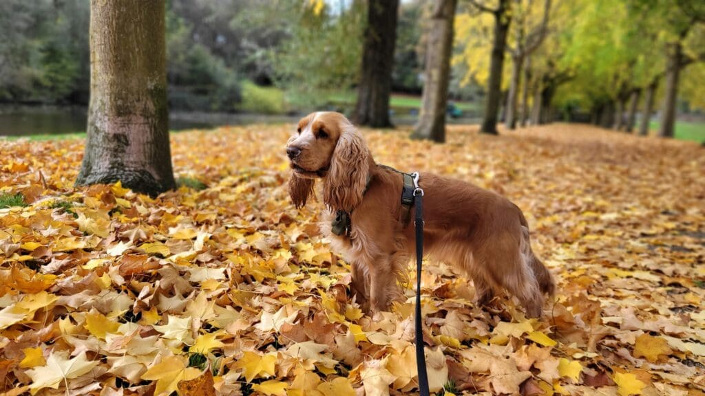 Fall Fun with Your Dog in Albany