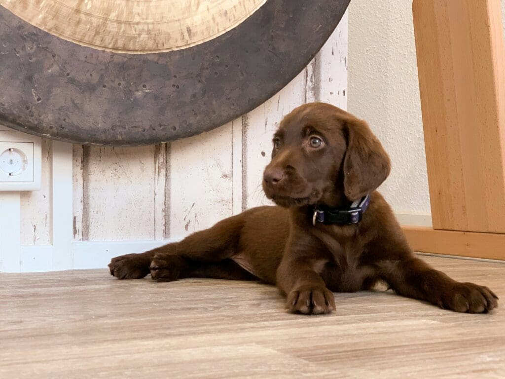 Winter Wonders: Protecting Dogs From Cold & Frostbite