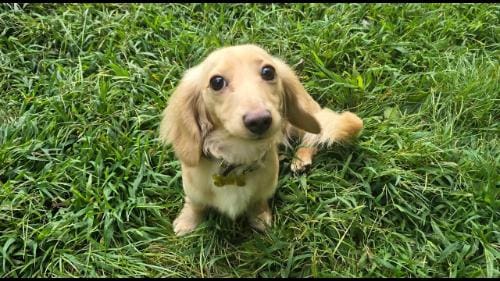 Dachshund puppy at dog training in Altamont NY