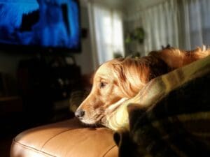 Reactive Dog Training for calm dog resting indoors 