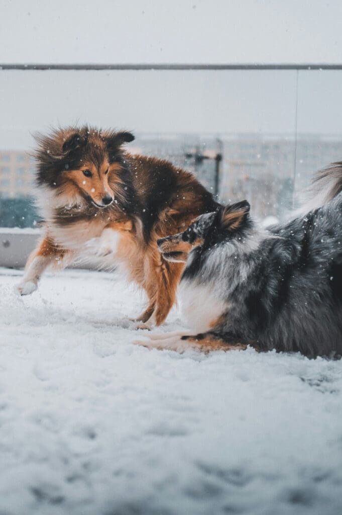 Albany, NY Area: December Events for Dogs & Their Humans