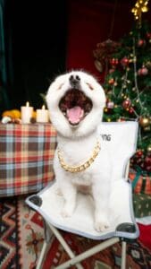 Frozen Christmas Treats Your Dog Will Love