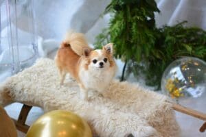 My Resolution to Learn and Communicate Better