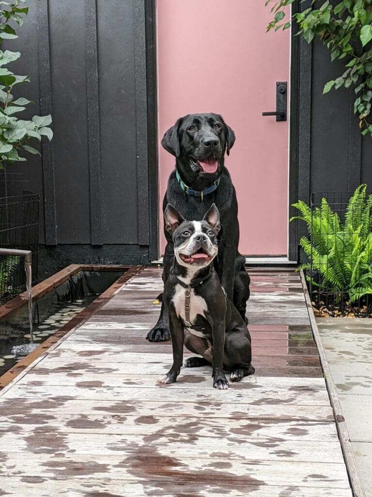 Preparing Your Dog for a Successful Introduction