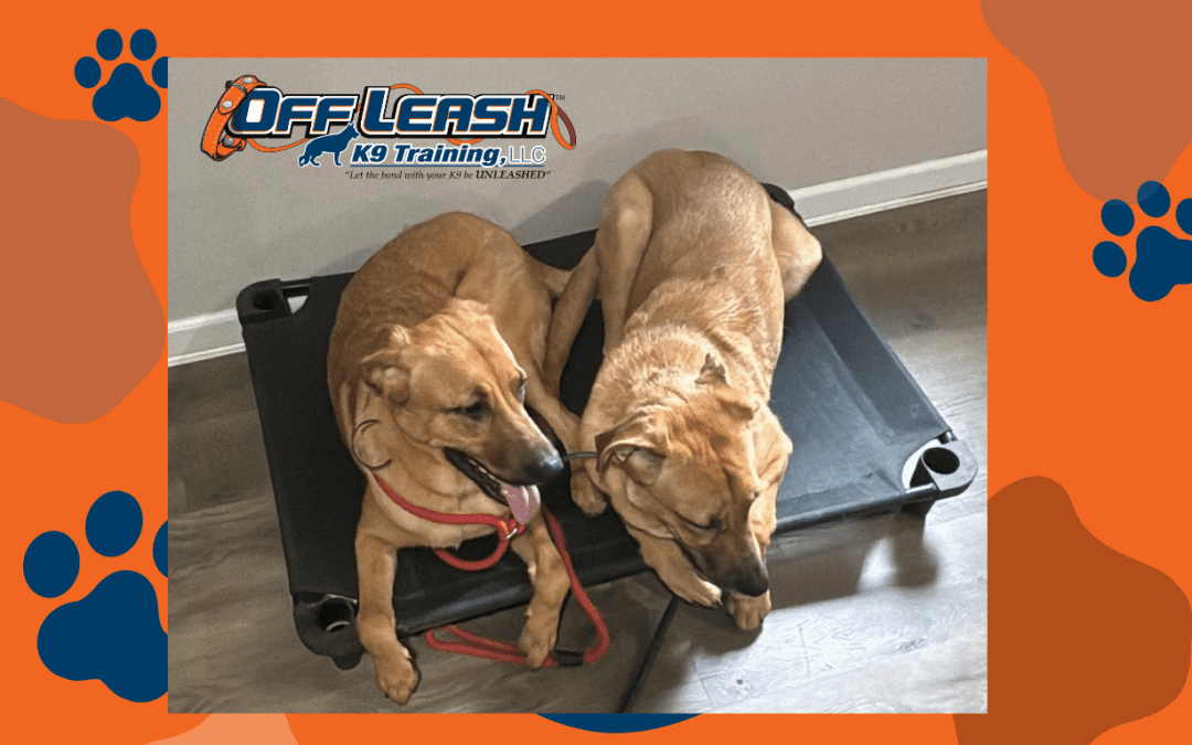 Two large puppies after 2-week board and train in Albany NY showing improved leash manners and better response to commands