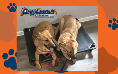How Eric Helped Two Large Puppies Stop Pulling and Listen Better in 2 Weeks in Albany, NY