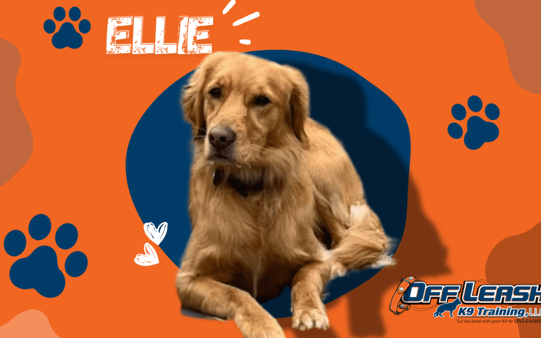 Ellie reactive golden retriever during dog training in Albany NY with Keaton showing calmer focus and better responsiveness